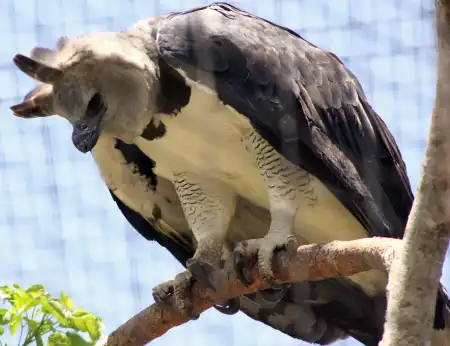 harpy eagle.webp