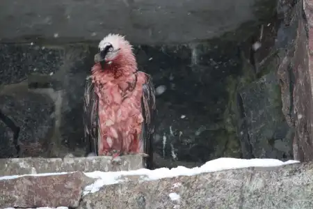 bearded vulture.webp