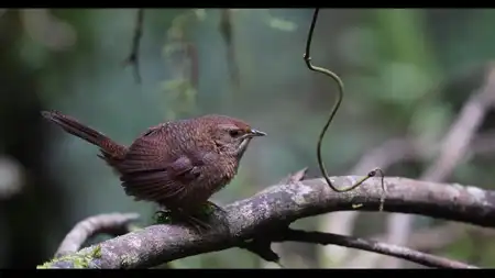 AV1_CRF-54.webm