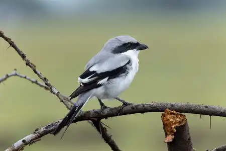 Great_Grey_Shrike_in_Bhigwan_August_2025_by_Tisha_Mukherjee_02-1.webp