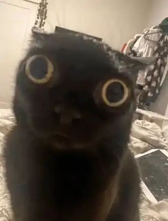 eyes-wide-open-cat-3056178432.gif